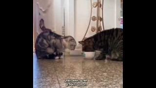 Partage partage